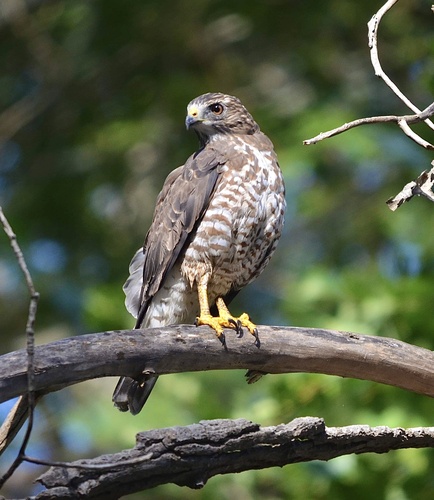 Broad-winged Hawk, photo 8 of 9