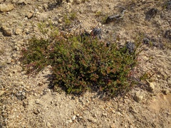 Arctostaphylos osoensis