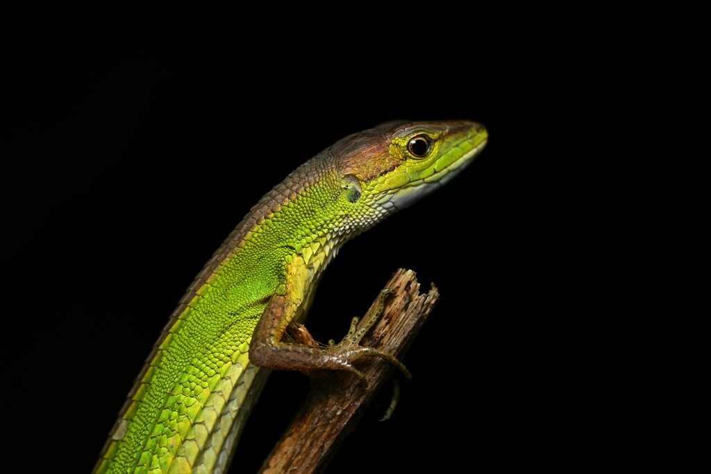 China Grass Lizard