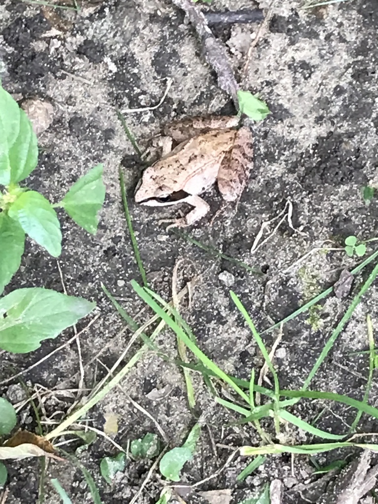 Wood Frog from Spruce St, Acton, MA, US on August 22, 2023 at 1029 AM