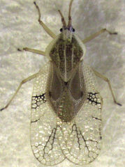 Gargaphia decoris