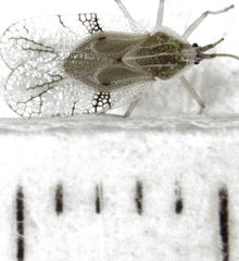 Gargaphia decoris