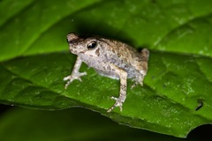 Rhinella margaritifera
