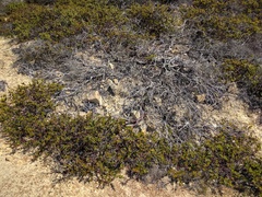 Arctostaphylos osoensis