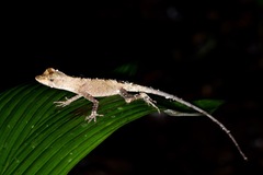 Anolis bombiceps