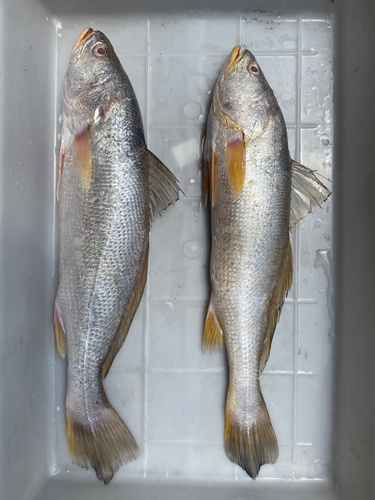 Acoupa-ombervis (Cynoscion acoupa) — Sciaenidae — 5