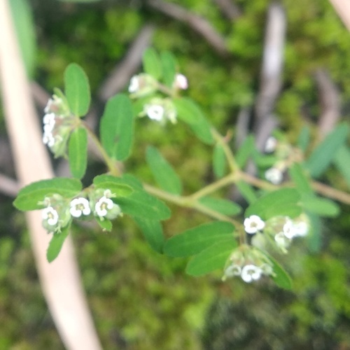 Euphorbia lasiocarpa image