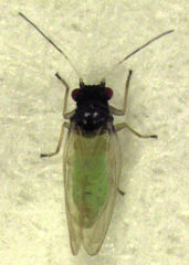 Acizzia solanicola