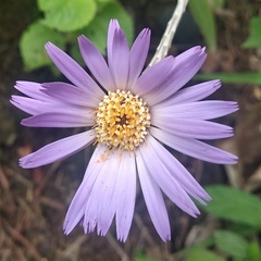 Onoseris speciosa