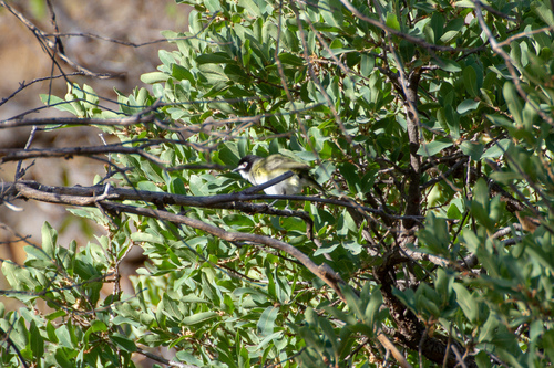 Vireo atricapilla