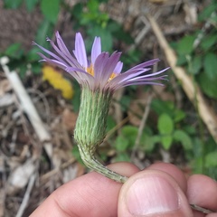 Onoseris speciosa