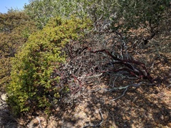 Arctostaphylos osoensis