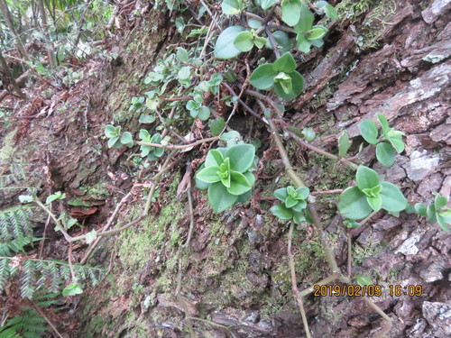 Peperomia hypoleuca