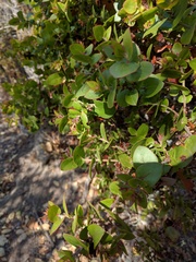 Arctostaphylos osoensis