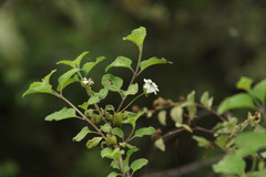 Lantana peduncularis