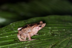 Rhinella margaritifera