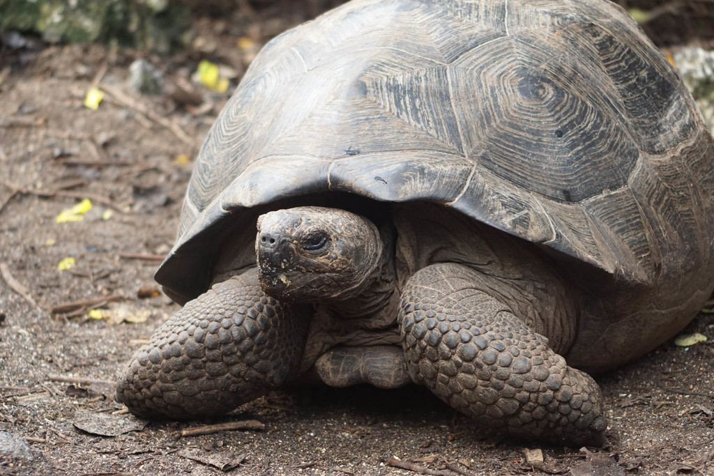 Volcán Alcedo Giant Tortoise