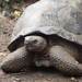 Alcedo Volcano Giant Tortoise - Photo (c) Carrie Seltzer, some rights reserved (CC BY-NC), uploaded by Carrie Seltzer