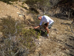 Arctostaphylos osoensis