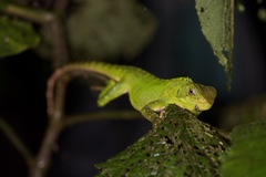 Enyalioides laticeps