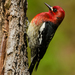 Northern Red-breasted Sapsucker - Photo (c) Jacob McGinnis, some rights reserved (CC BY-NC-ND)