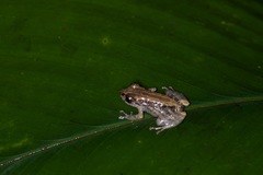 Pristimantis martiae