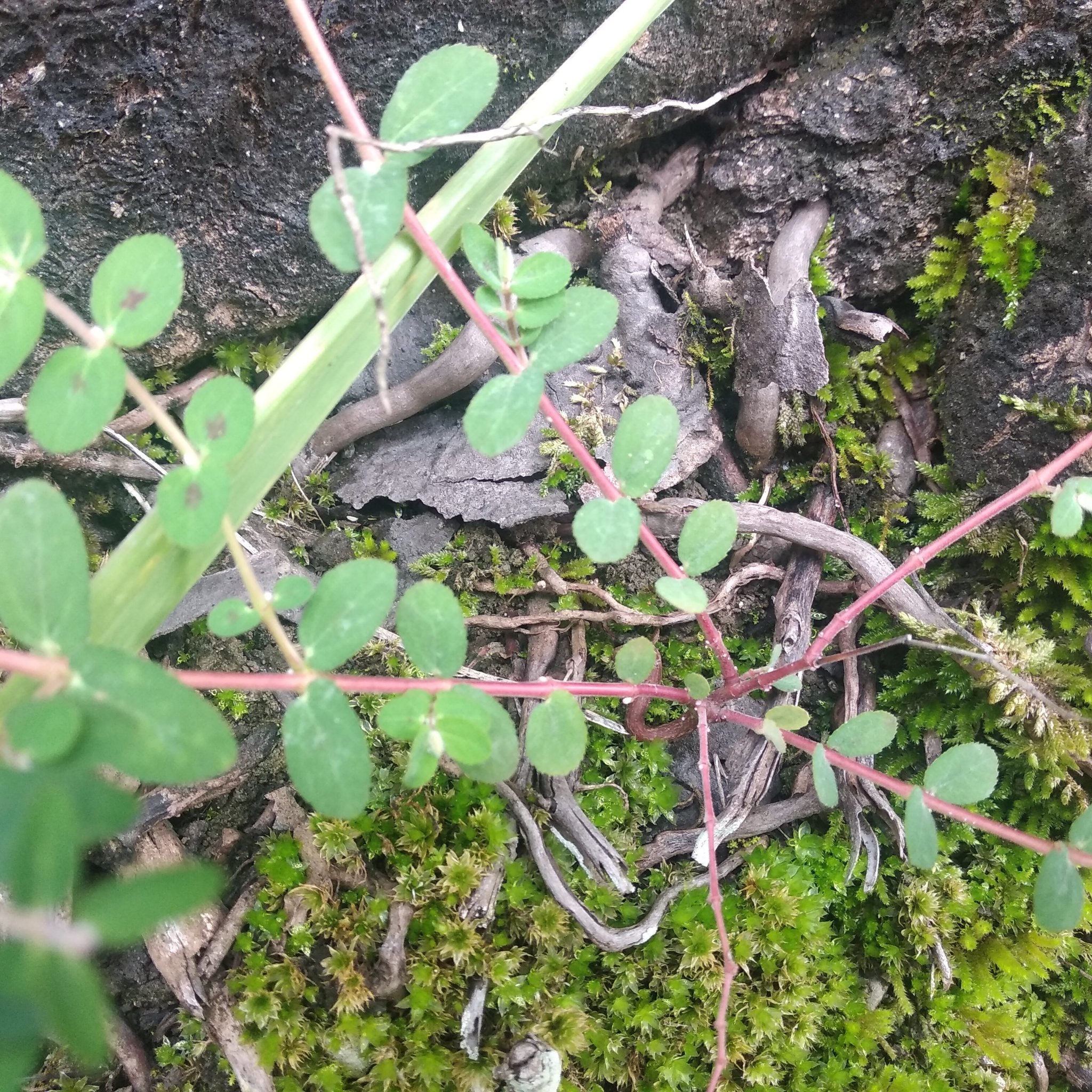 Euphorbia lasiocarpa image