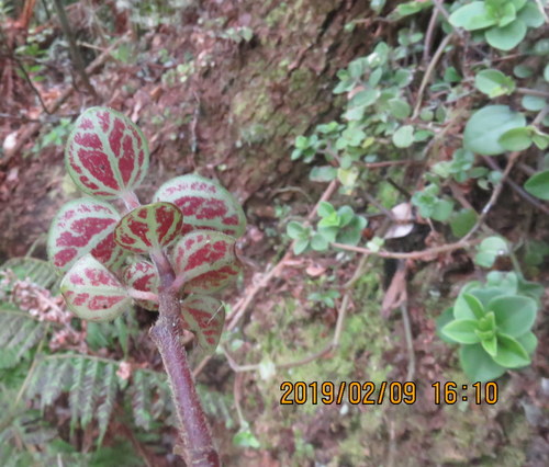 Image of Peperomia hypoleuca by no rights reserved