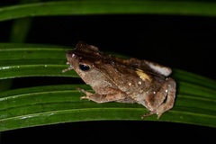 Rhinella margaritifera