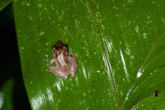 Pristimantis luscombei