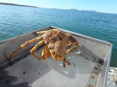 Leptomithrax gaimardii