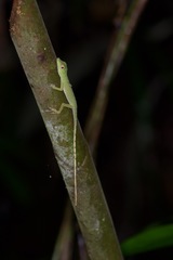 Anolis punctatus