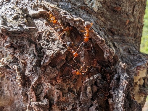 Formica aserva photo 3
