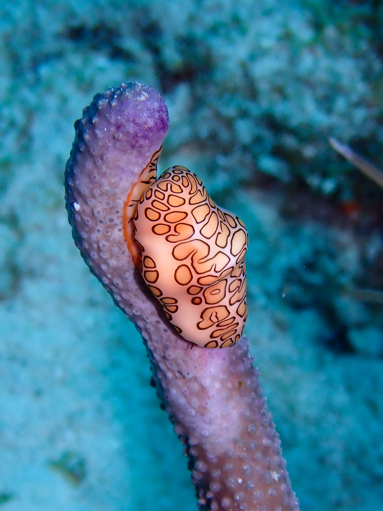 Flamingo Tongue