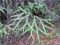 Sticherus owhyhensis