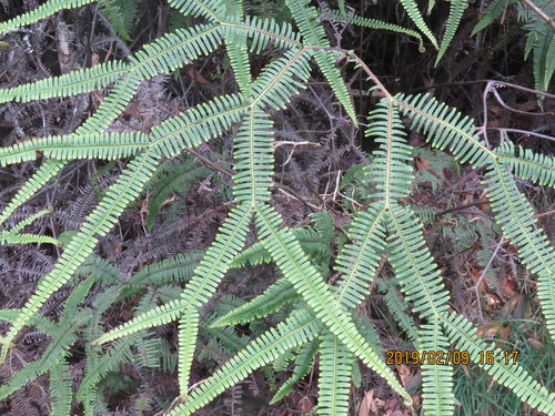 Image of Sticherus owhyhensis by no rights reserved