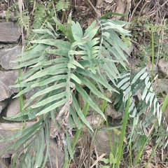 Phlebodium pseudoaureum