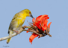 Village Weaver photo 4