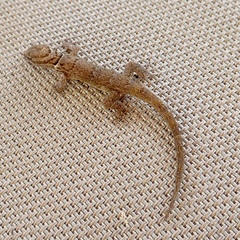 Gonatodes antillensis