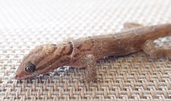 Gonatodes antillensis