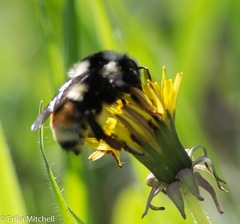 Bombus bifarius