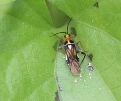 Pachypeltis humerale