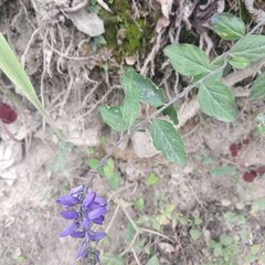 Hebecarpa caracasana