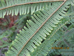 Sticherus owhyhensis