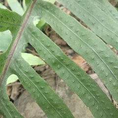 Phlebodium pseudoaureum