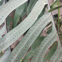 Phlebodium pseudoaureum