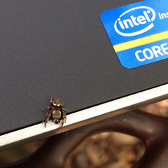 Metaphidippus manni