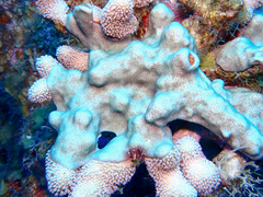 Overgrowing Mat Tunicate photo 5