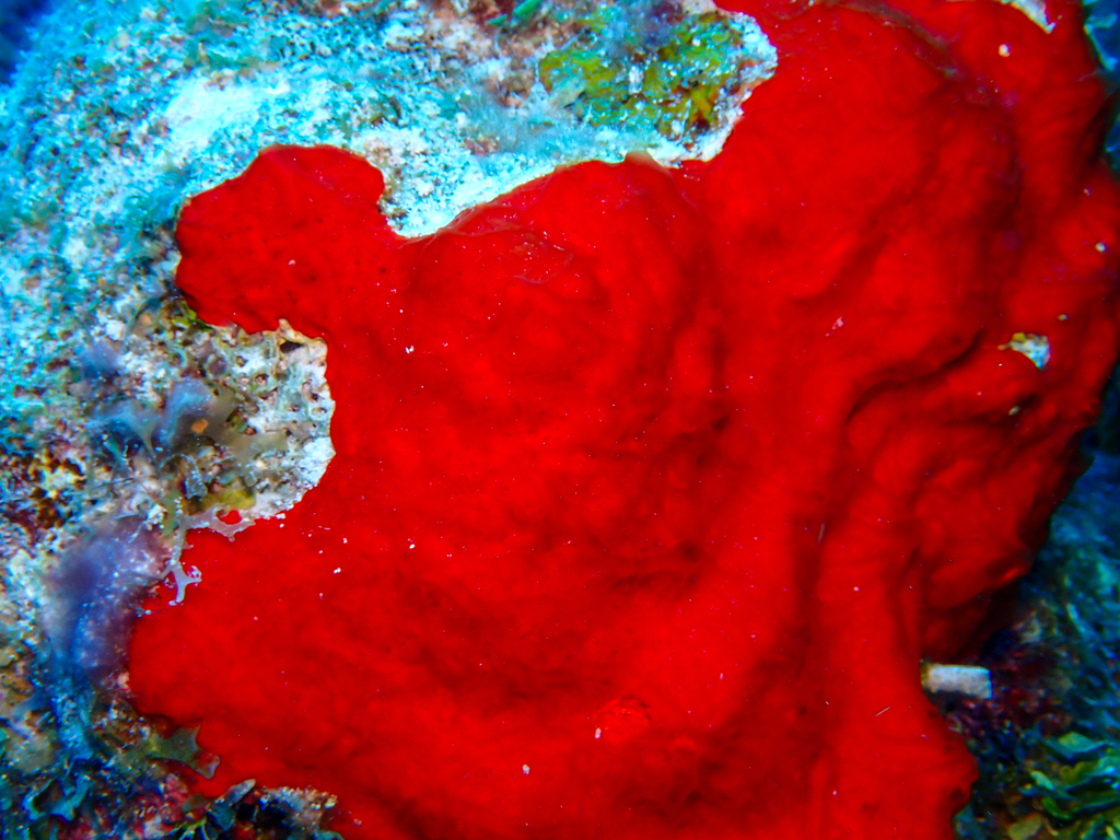 Pink Lumpy Sponge