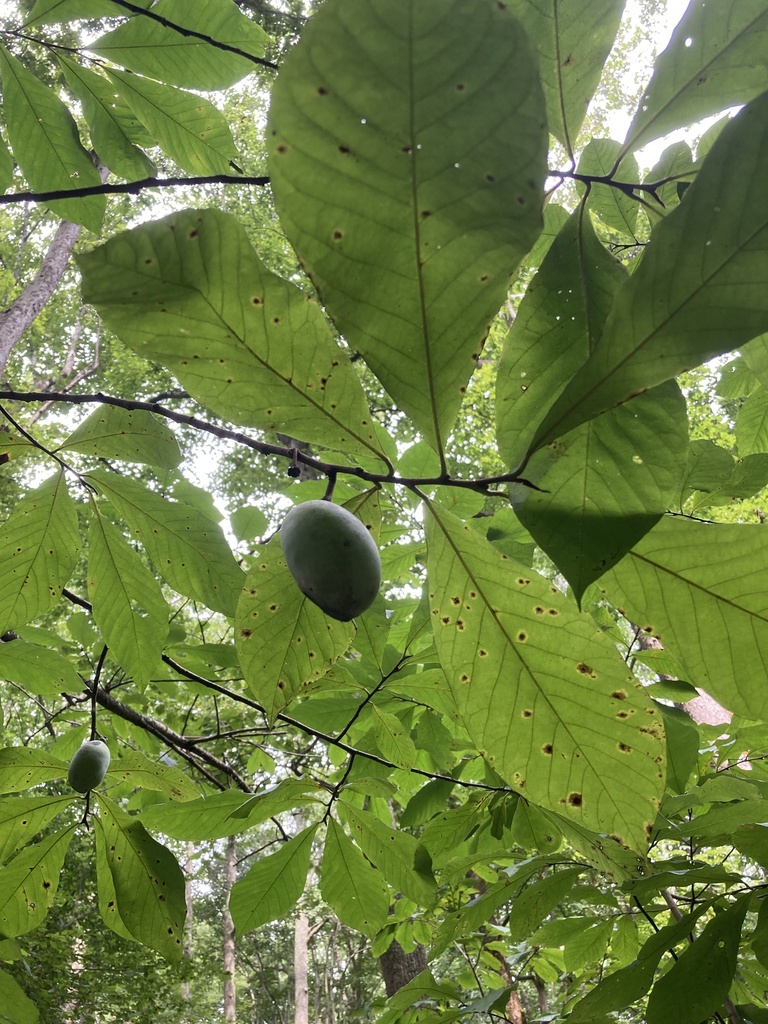 common pawpaw from Port Republic, MD, US on August 21, 2023 at 03:31 PM ...